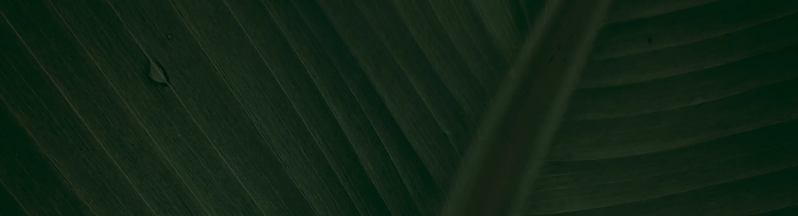 Барбарис звичайний / Berberis vulgaris