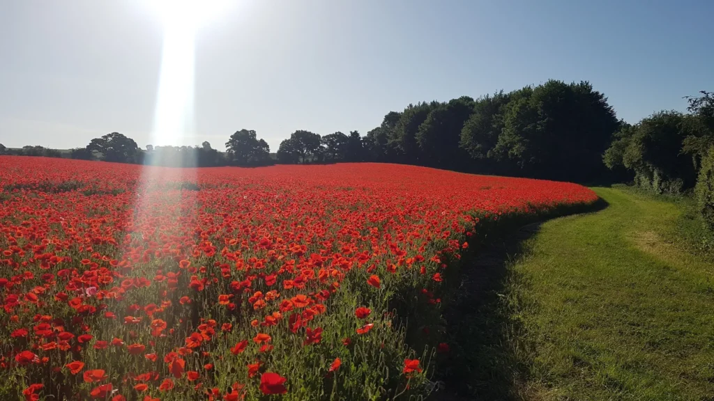 Гребля hreblia поле маку блок суцільне насадження