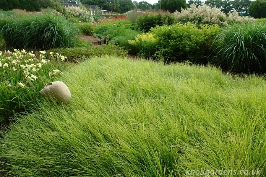 Гребля hreblia сеслерія осіння блон моно насадження