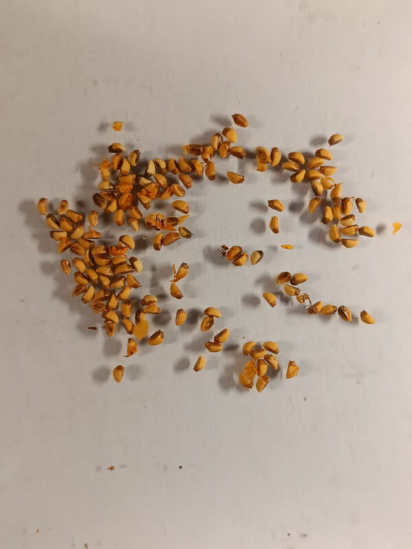 насіння seeds піраканта глодівець pyracantha golden charmer hreblia гребля жовта