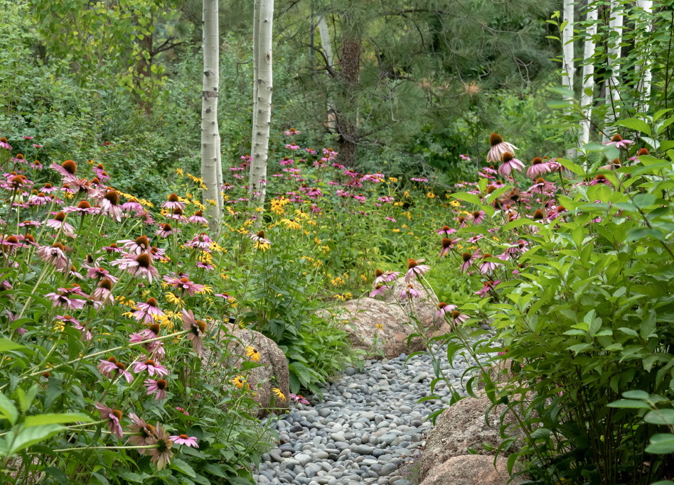 Багаторічні квіти сезонні рослини ехінацея сосна seasonal plants гребля