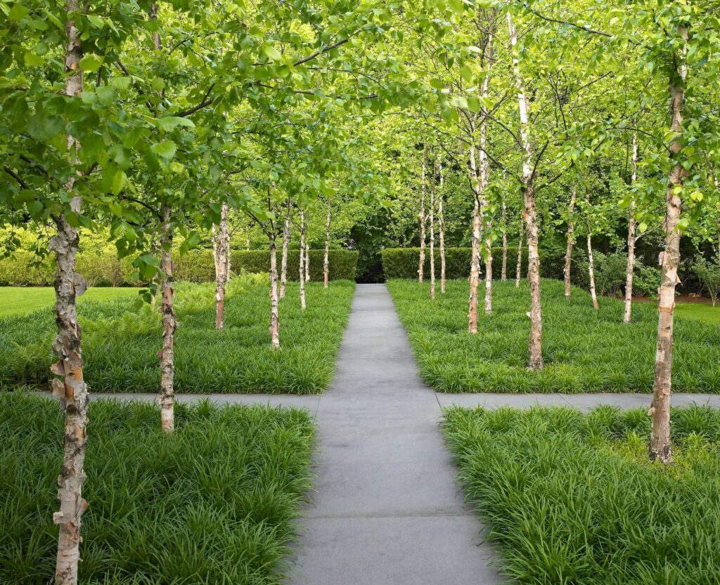 Дерева кущі структурні рослини structural plants масові насадження дерев гребля живопліт жива огорожа hedge