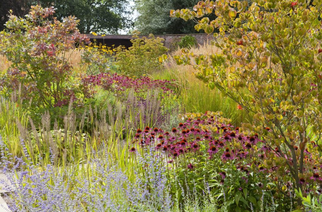 Багаторічні квіти сезонні рослини ехінацея дерева кущі рудбекія seasonal plants гребля