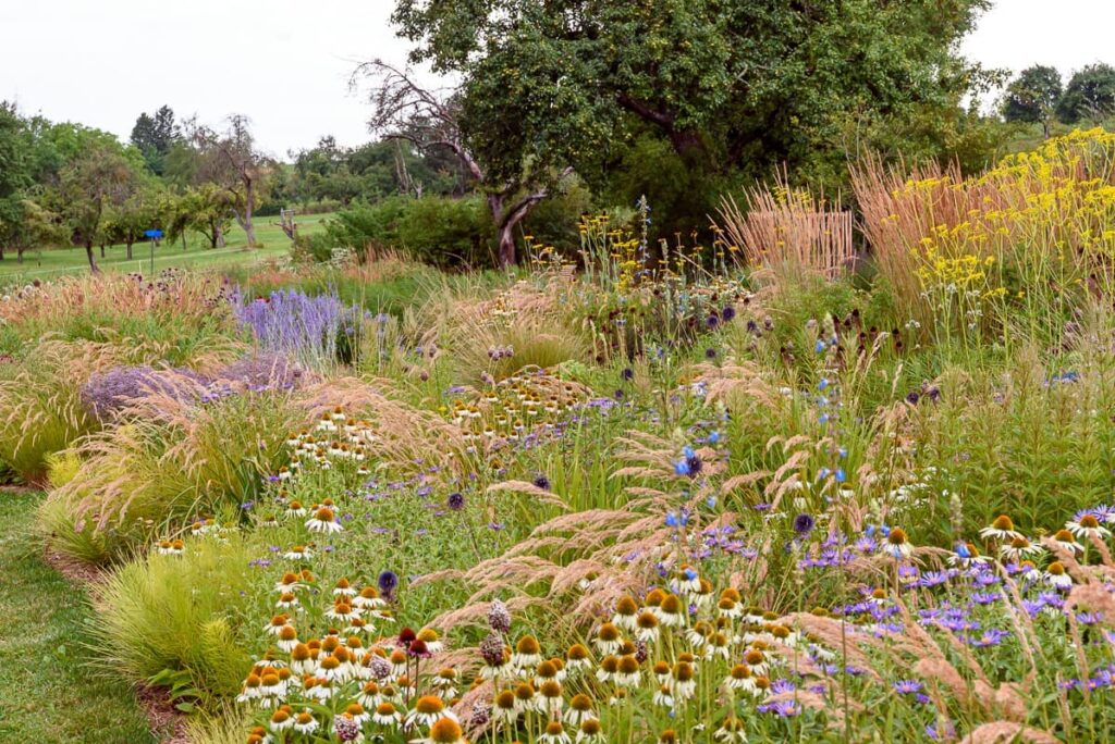 Сезонні рослини багаторічні квіти ехінацея рудбекія куничник гостроквітковий seasonal plants гребля