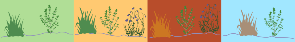 ґрунтопокривні рослини groundcover plants період декоративності ґрунтопокривних рослини гребля трав'янисті деревні кущі