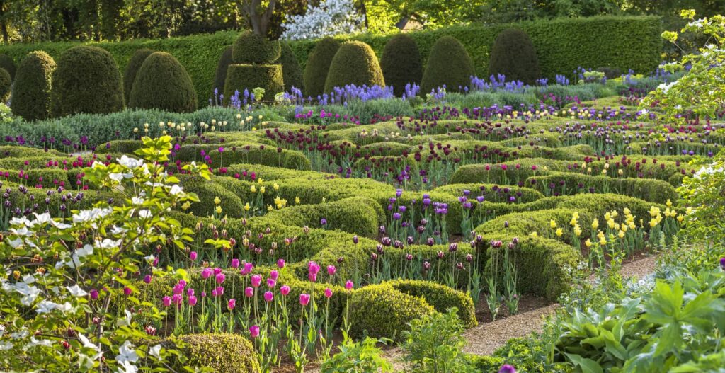 Рослини-заповнювачі стрижені форми квітування дерев квітування тюльпанів filler plants