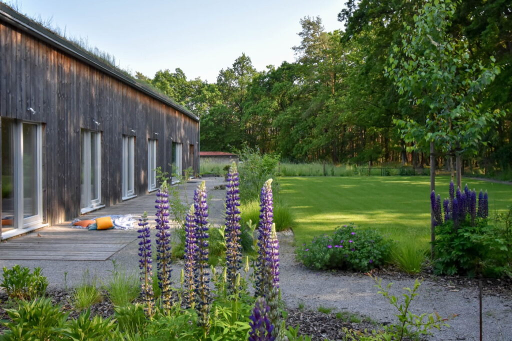 Рослини-заповнювачі квітування квітування люпину filler plants