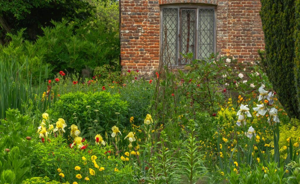 Рослини-заповнювачі структурні рослини сезонні рослини навесні квітування filler plants structural plants seasonal plants spring тис taxus