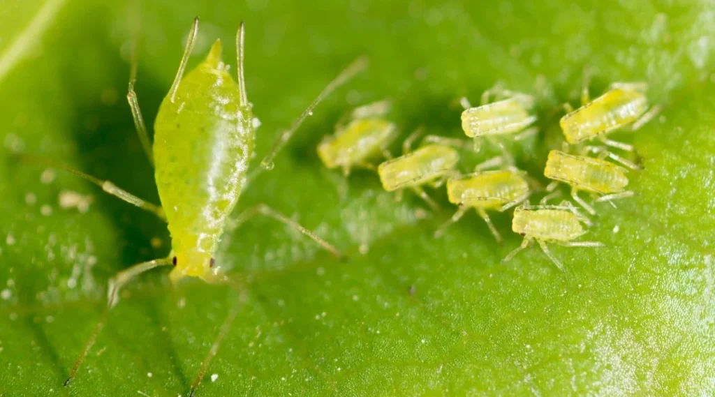 шкідники pest попелиця aphids