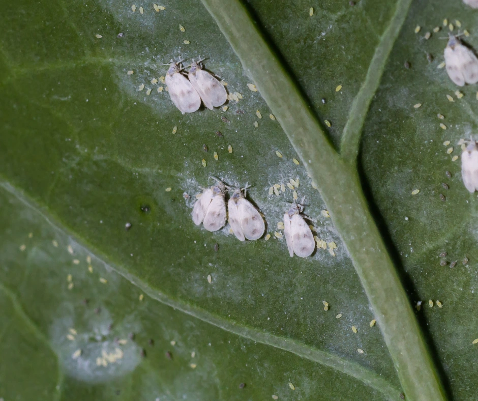 шкідники ехінацеї пурпурової echinacea purpurea pest білокрилка aleyrodidae