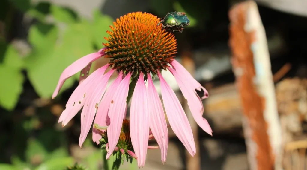 шкідники ехінацеї пурпурової echinacea purpurea pest бронзівка сetoniinae