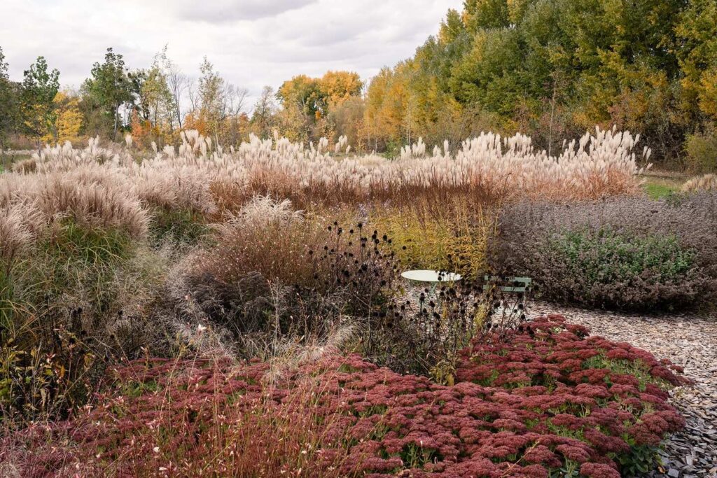 ехінацея пурпурова echinacea purpurea coneflower поєднання в саду ехінацеї ехінацея восени очиток sedum гребля hreblia