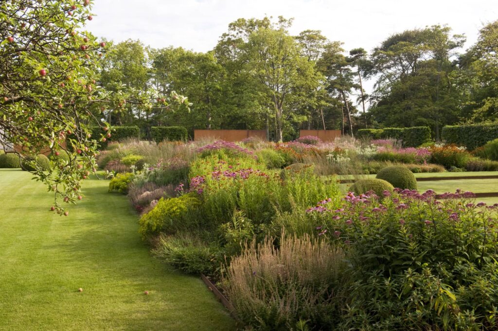 ехінацея пурпурова echinacea purpurea coneflower поєднання в саду ехінацеї сідач sedum гребля hreblia