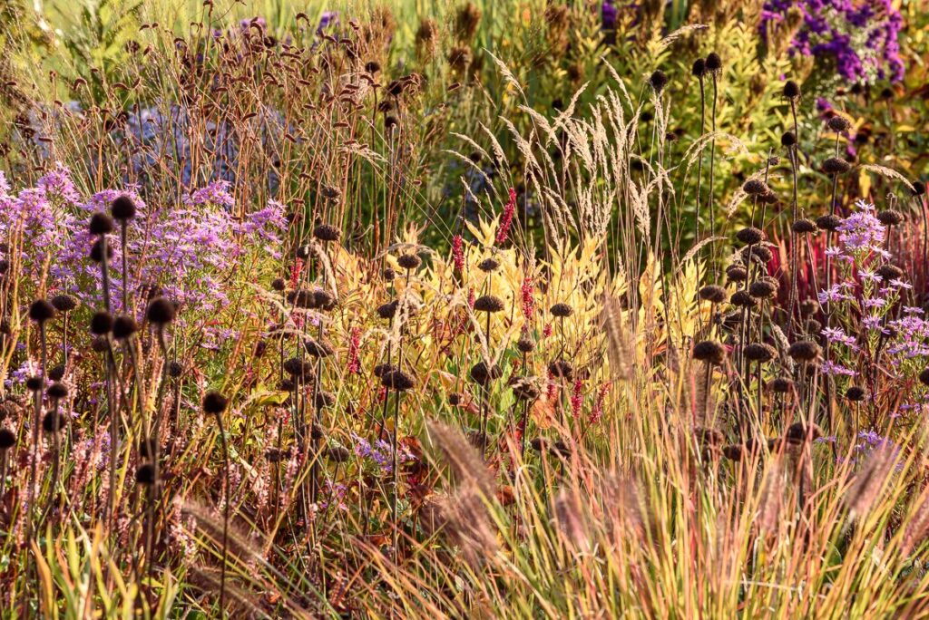 ехінацея пурпурова echinacea purpurea coneflower поєднання в саду ехінацея бліда echinacea pallida залізняк phlomis russeliana гребля hreblia