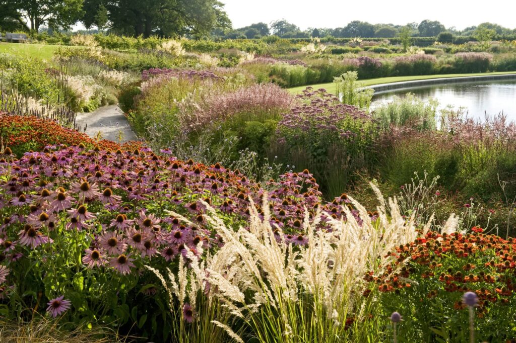 ехінацея пурпурова echinacea purpurea coneflower поєднання в саду геленіум helenium гребля hreblia