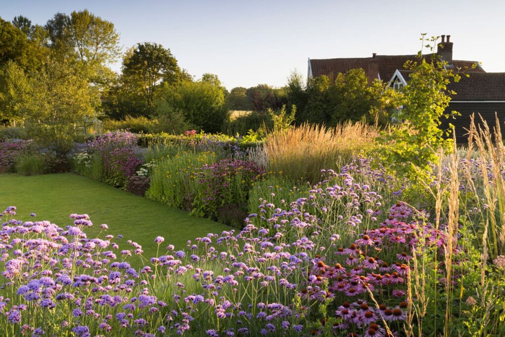 ехінацея пурпурова echinacea purpurea coneflower поєднання в саду блоки з ехінацеї гребля hreblia