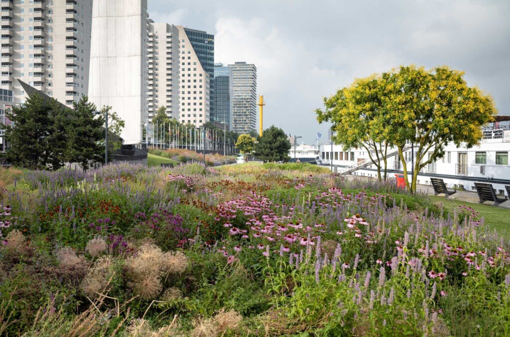 ехінацея пурпурова echinacea purpurea coneflower поєднання в саду лофант анісовий agastache геленіум гребля hreblia