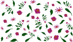 гребля hreblia квітник ехінацея echinacea ехінацея пурпурова echinacea purpurea coneflower