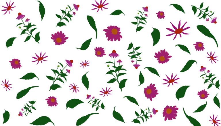 гребля hreblia квітник ехінацея echinacea ехінацея пурпурова echinacea purpurea coneflower