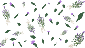 Довідник рослин чебрець звичайний thymus vulgaris Гребля