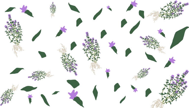 Довідник рослин чебрець звичайний thymus vulgaris Гребля