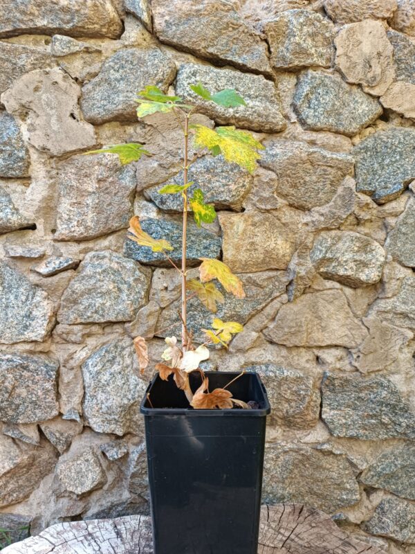 Клен польовий Acer campestre живопліт hedge гребля hreblia структурні рослини structural plants