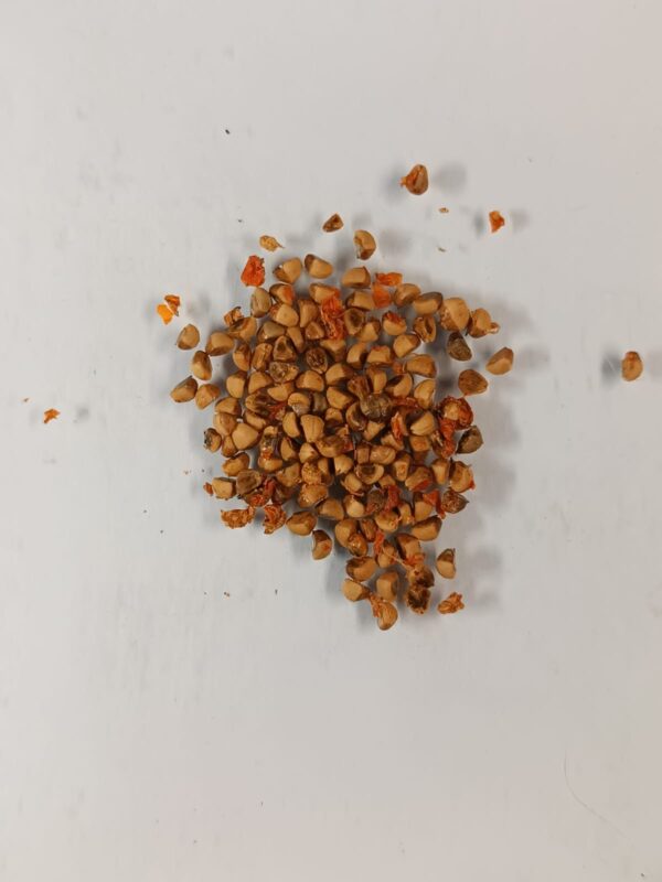 насіння seeds піраканта глодівець pyracantha orange charmer помаранчевий жовтогарячий колір ягід гребля