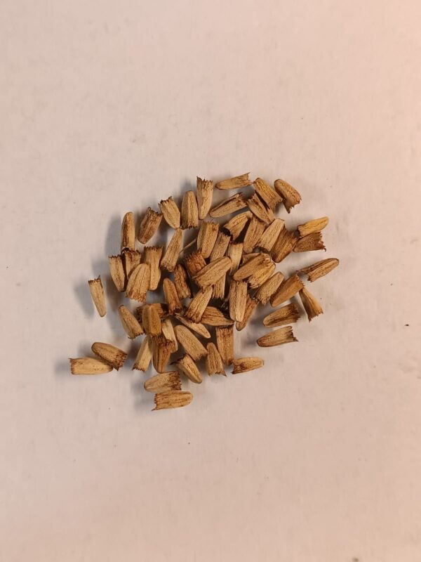 Насіння ехінацеї пурпурової echinacea purpurea seeds coneflower гребля