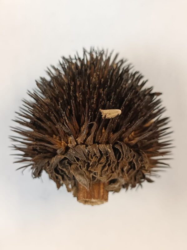 Насіннєві коробочки ехінацеї пурпурової echinacea purpurea seeds coneflower гребля