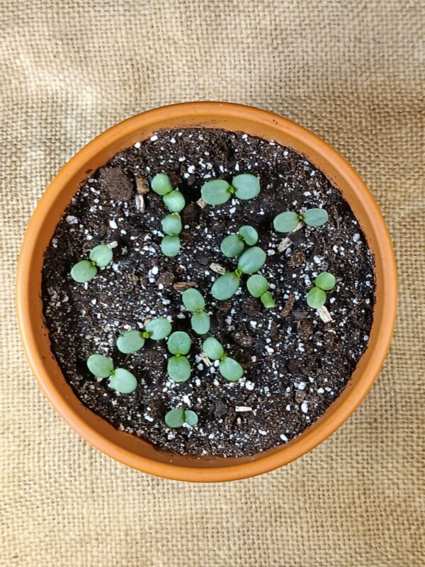 Пророщене насіння ехінацеї пурпурової echinacea purpurea seeds coneflower гребля 15 з 20 насінин