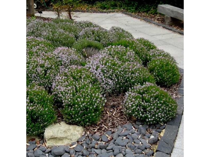 Довідник рослин чебрець звичайний thymus vulgaris Ґрунтопокривні рослини Квітування чебрецю звичайного Гребля