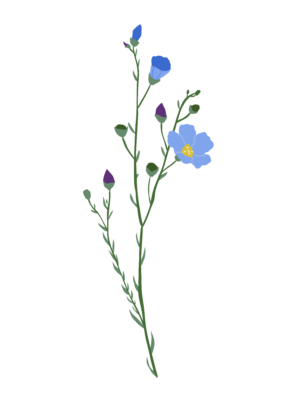 Льон багаторічний Linum perenne Рослини-заповнювачі