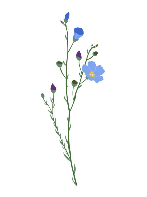 Льон багаторічний Linum perenne Рослини-заповнювачі