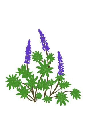 Люпин Lupini Blue Shades Lupinus Lupini Blue Shades Рослини-заповнювачі Filler plants