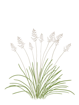 Споробол розлогий Sporobolus heterolepis Сезонні рослини Ґрунтопокривні рослини Seasonal plants Groundcover plants