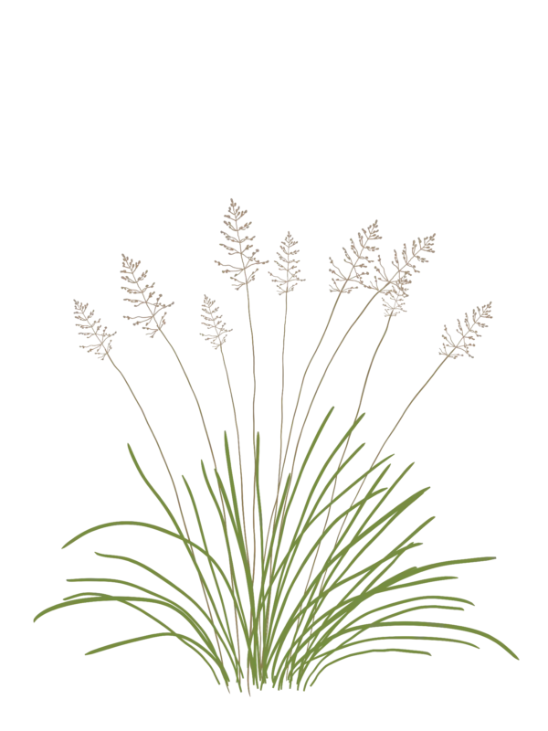 Споробол розлогий Sporobolus heterolepis Сезонні рослини Ґрунтопокривні рослини Seasonal plants Groundcover plants